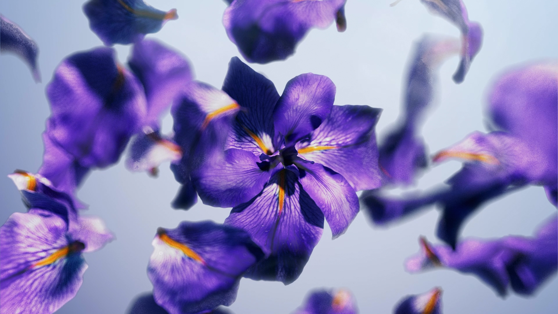 Flow_full_QF (90252) Flow_full_QF (90252)