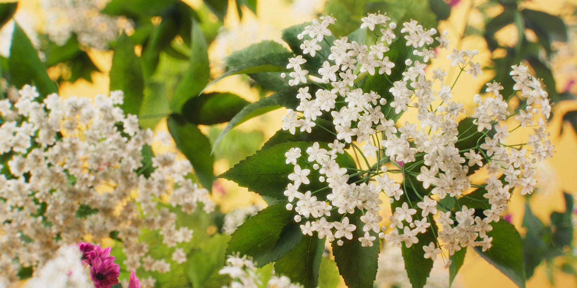 ricola_portfolio_01 ricola_portfolio_01